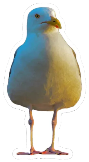 Patrick The Seagull Sticker